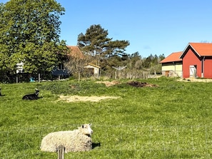 A rural landscape with a grassy field, a sheep, and a red barn. - Holiday Home in Brastad (Brastad)