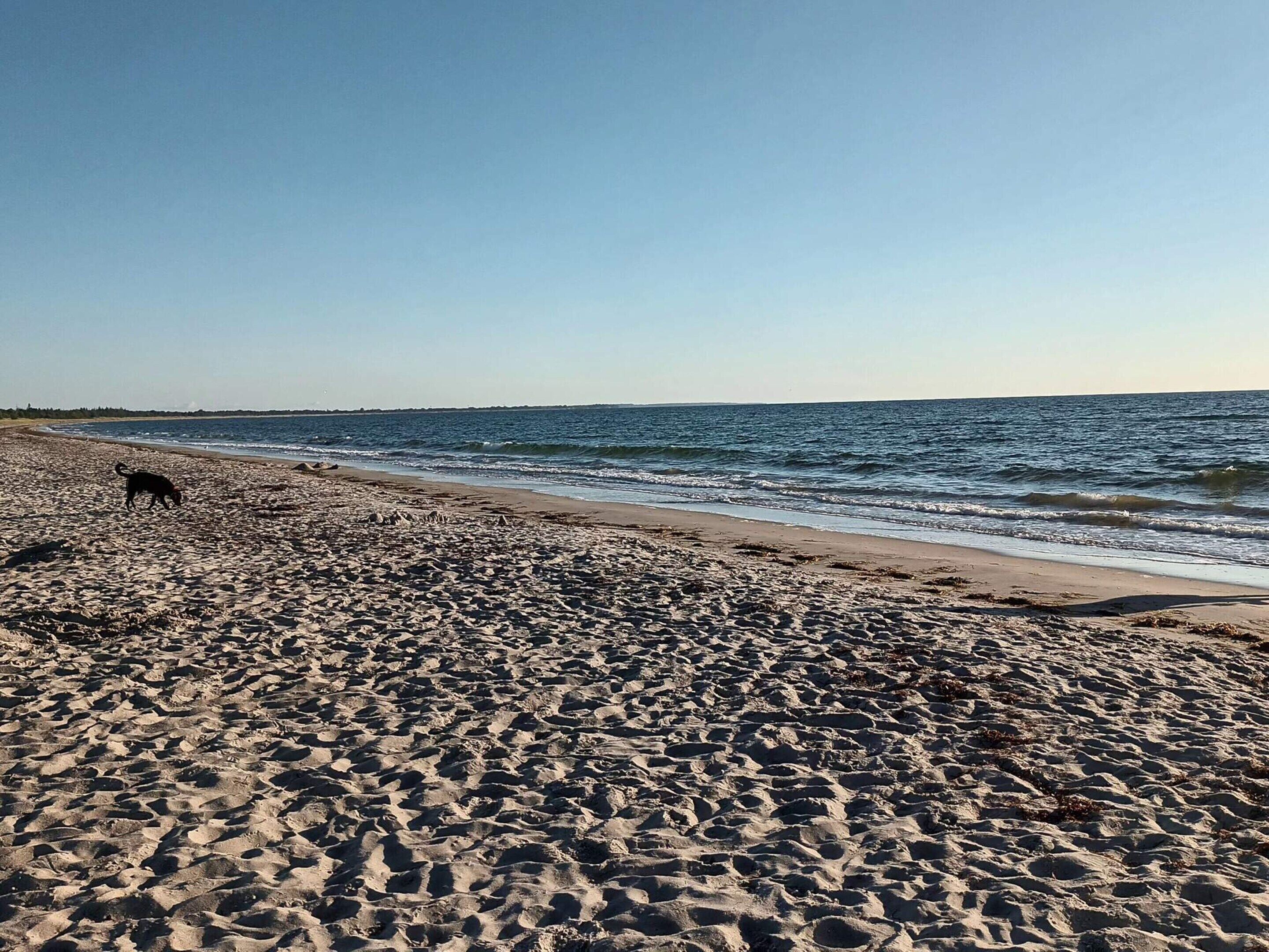 Une plage de sable avec des empreintes de pas et un chien.