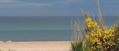 A beach with sand, grass, and yellow flowers.