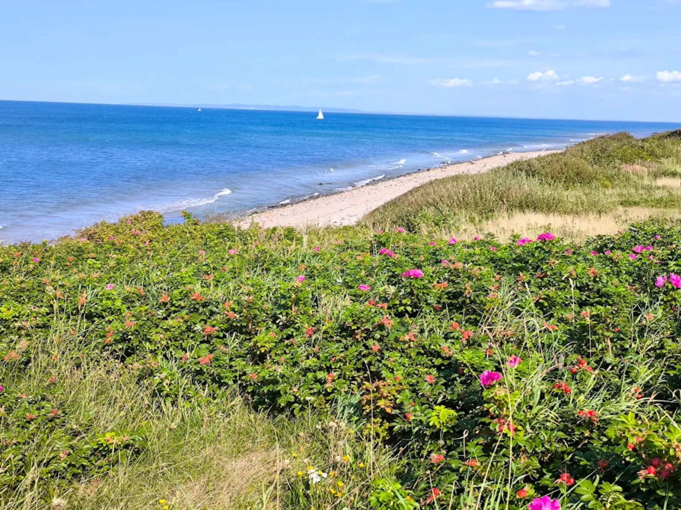 Un paysage côtier avec une plage de sable, une végétation luxuriante et un ciel bleu dégagé.