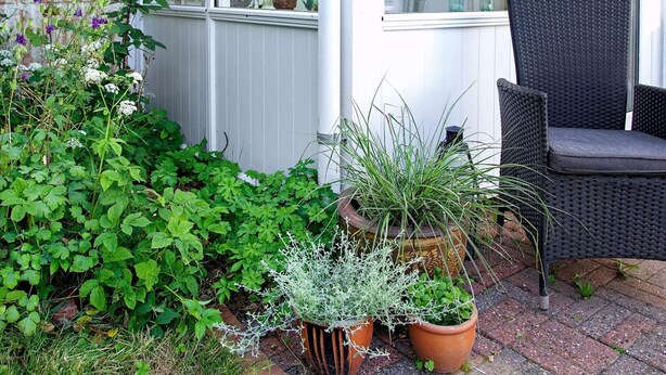 A patio area with potted plants, a wicker chair, and a window with various items on the sill. - 7 Person Holiday Home in Lemvig (Lemvig)