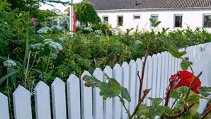 A white picket fence with a red rose in the foreground, a white building with multiple windows in the background, and lush greenery surrounding the area. - 7 Person Holiday Home in Lemvig (Lemvig)
