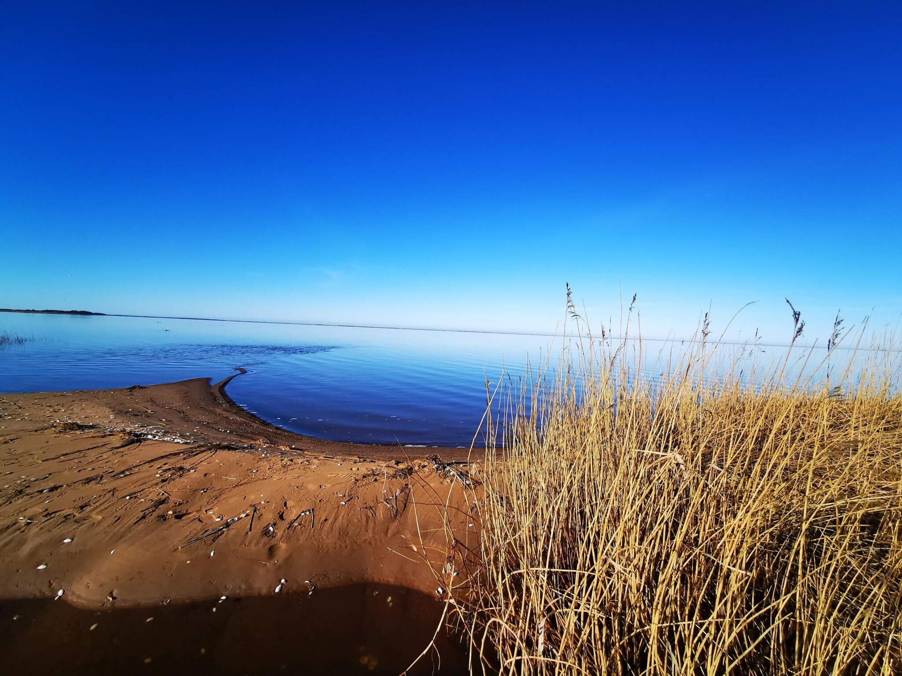 A beach with clear skies, calm water, and dry grass.