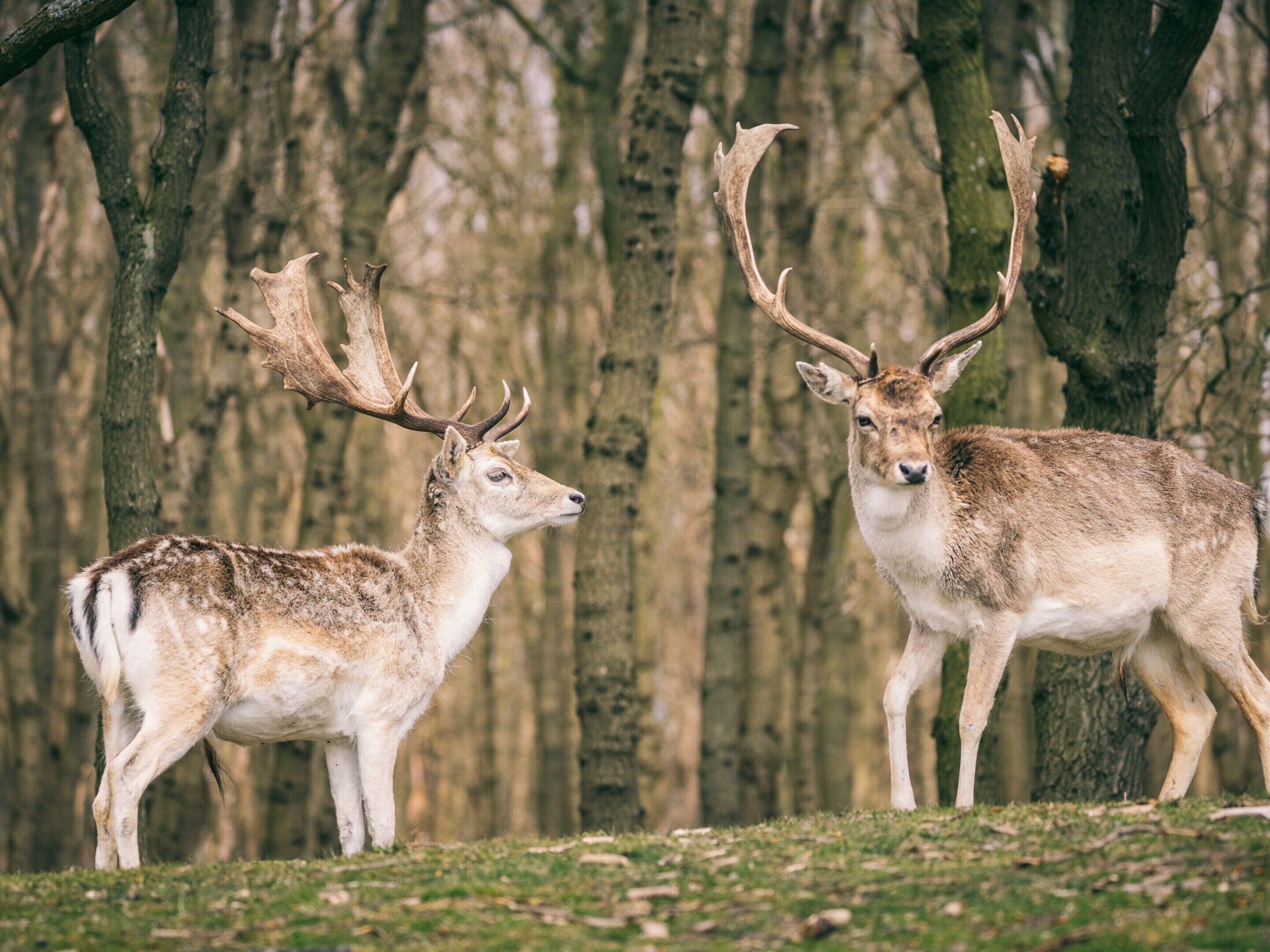 Two deer with large antlers standing in a forested area.