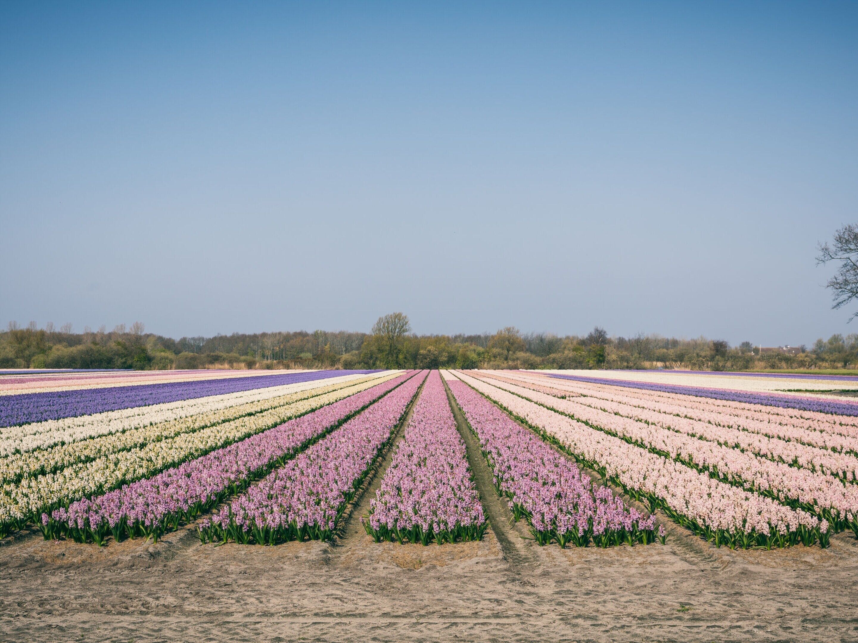 A vast field of tulips in various colors, arranged in neat rows, with a clear sky above and a line of trees in the background.