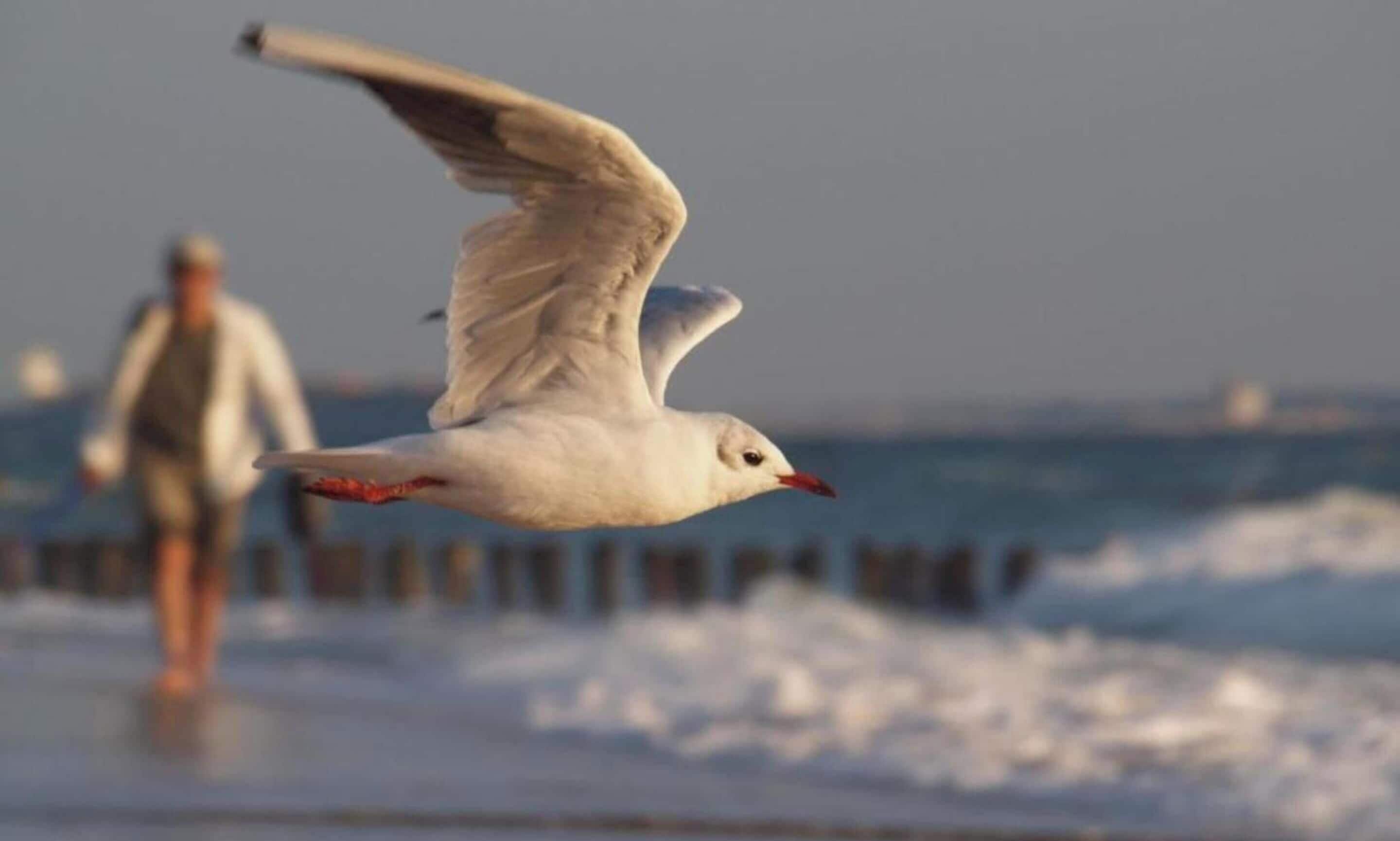 Een zeemeeuw vliegt over een strand, met een persoon op de achtergrond.