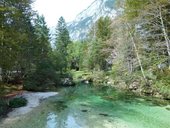 A clear mountain stream surrounded by dense forest and rocky terrain.