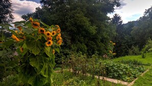 Un jardin agrémenté de tournesols et de diverses plantes, entouré d’arbres et bordé d’un sentier.