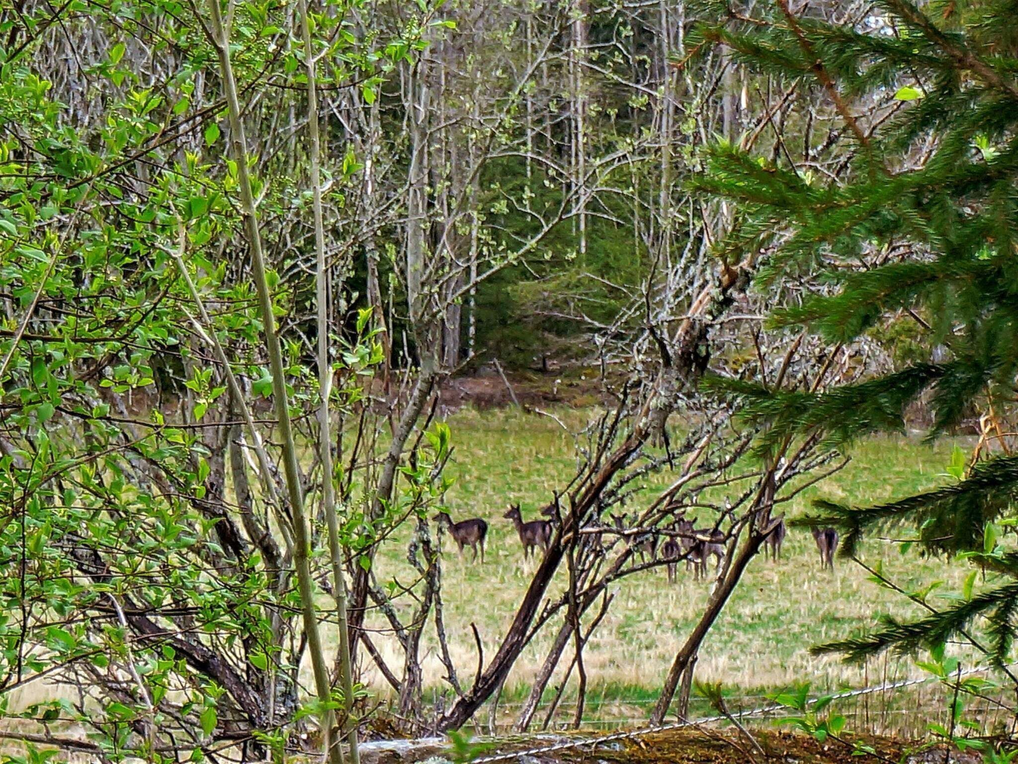 Eksteriør
