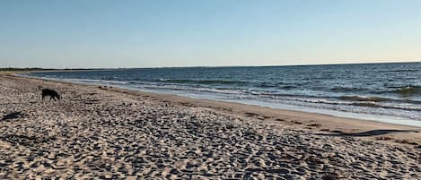 A sandy beach with footprints and a dog.