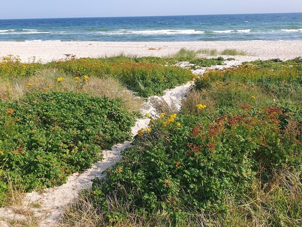 House | Beach - Seaside Sanctuary With Whirlpool-by Traum (Sydals)