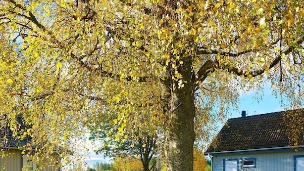 Property grounds - 4 Person Holiday Home in Myresjö (Myresjö)