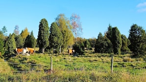 Exterior - 4 Person Holiday Home in Myresjö (Myresjö)