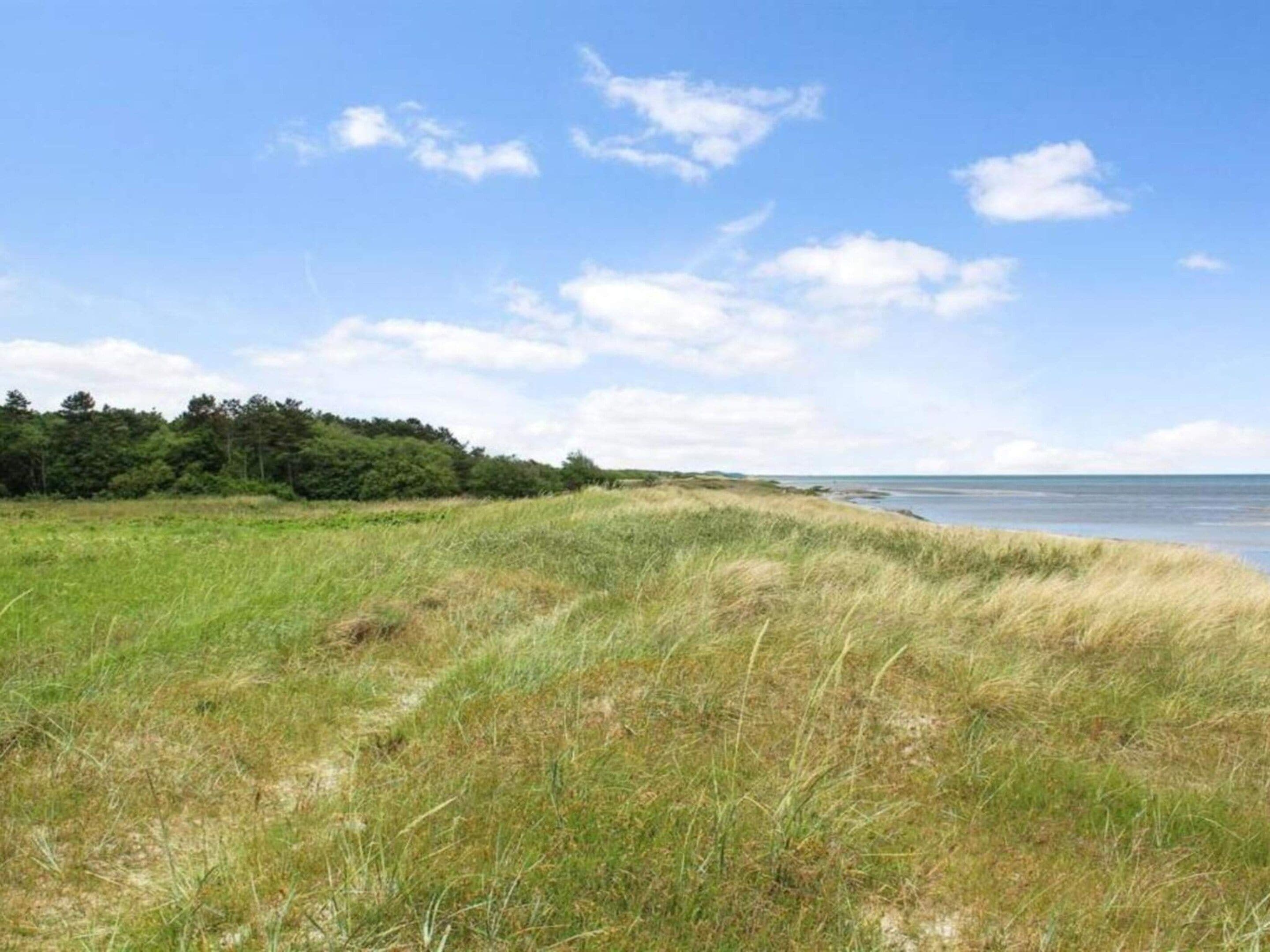 A coastal landscape with grassy dunes, a clear sky, and a distant tree line.