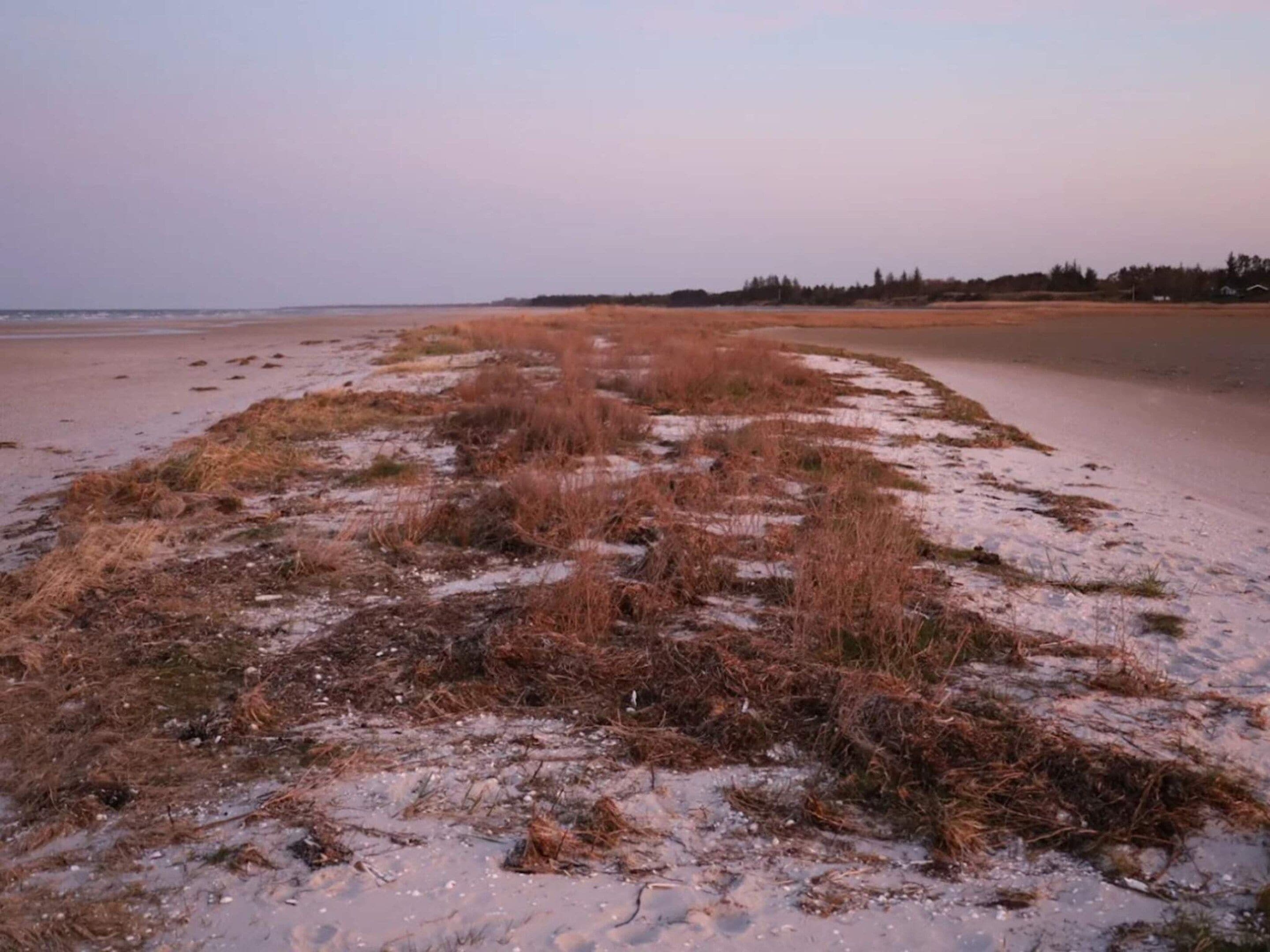 Une plage avec de l’herbe sèche et du sable, un ciel dégagé et une ligne d’arbres à l’horizon.