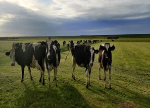 Apartment | View from property - Apartment in Vielsalm Near Les Doyards Park (Vielsalm)