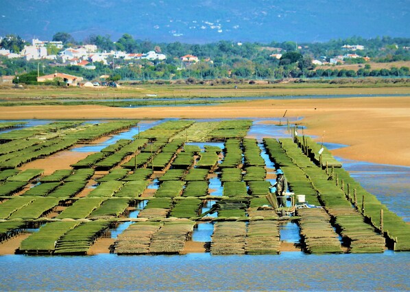 A large, flat, open area with rows of green mats or platforms over water, likely used for aquaculture. In the background, there are houses and buildings on a hillside. - Mira Baia - Meia Praia Family Apartment (Lagos)