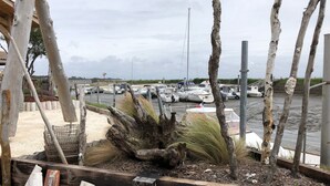 A marina with boats docked, wooden planks, and a large tree trunk in the foreground. - Villa Ferry (Andernos-les-Bains)