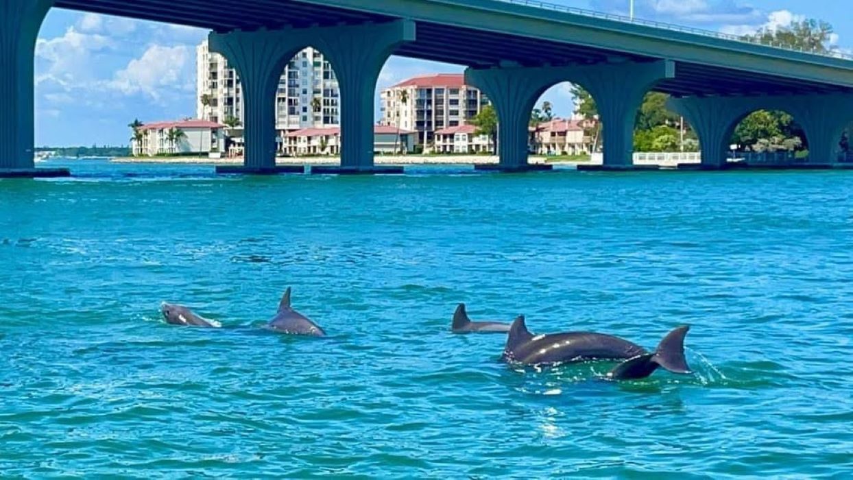 A bridge over water with dolphins swimming below.