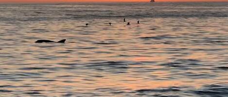 A sunset over the ocean with a sailboat in the distance.