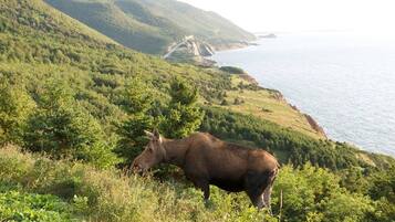 A moose in a lush green landscape with a coastal view.