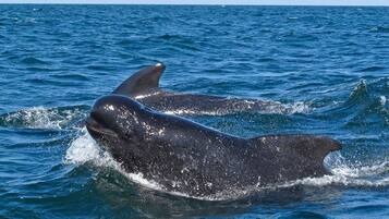 Una ballena emergiendo del océano.