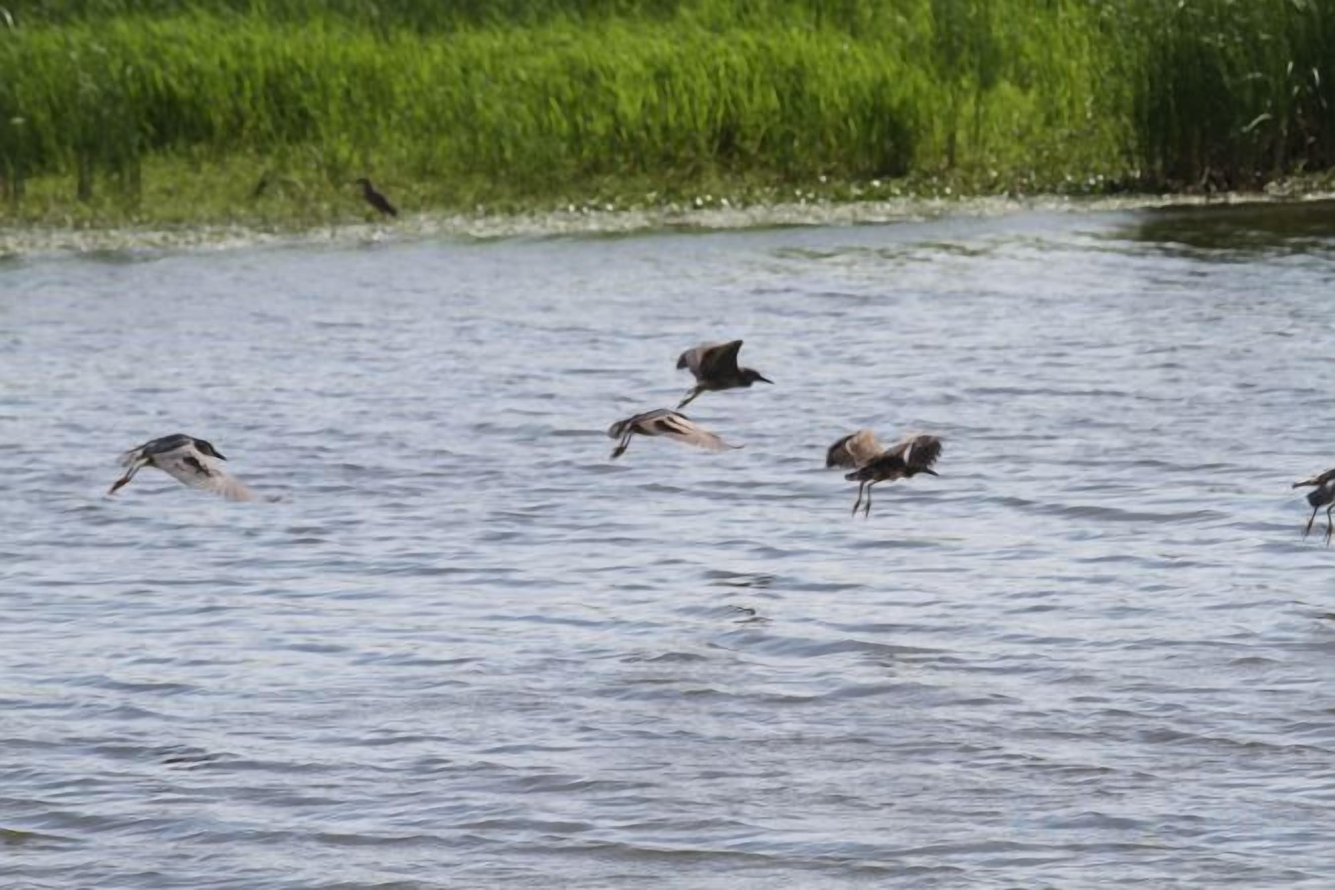 A group of birds flying over a body of water with a grassy area in the background.