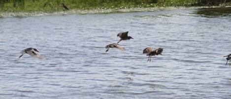 A group of birds flying over a body of water with a grassy area in the background.