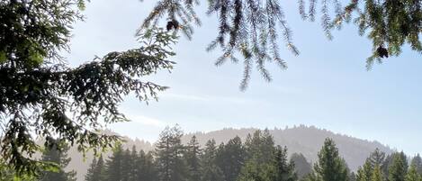 A forested landscape with dense trees and a clear sky.