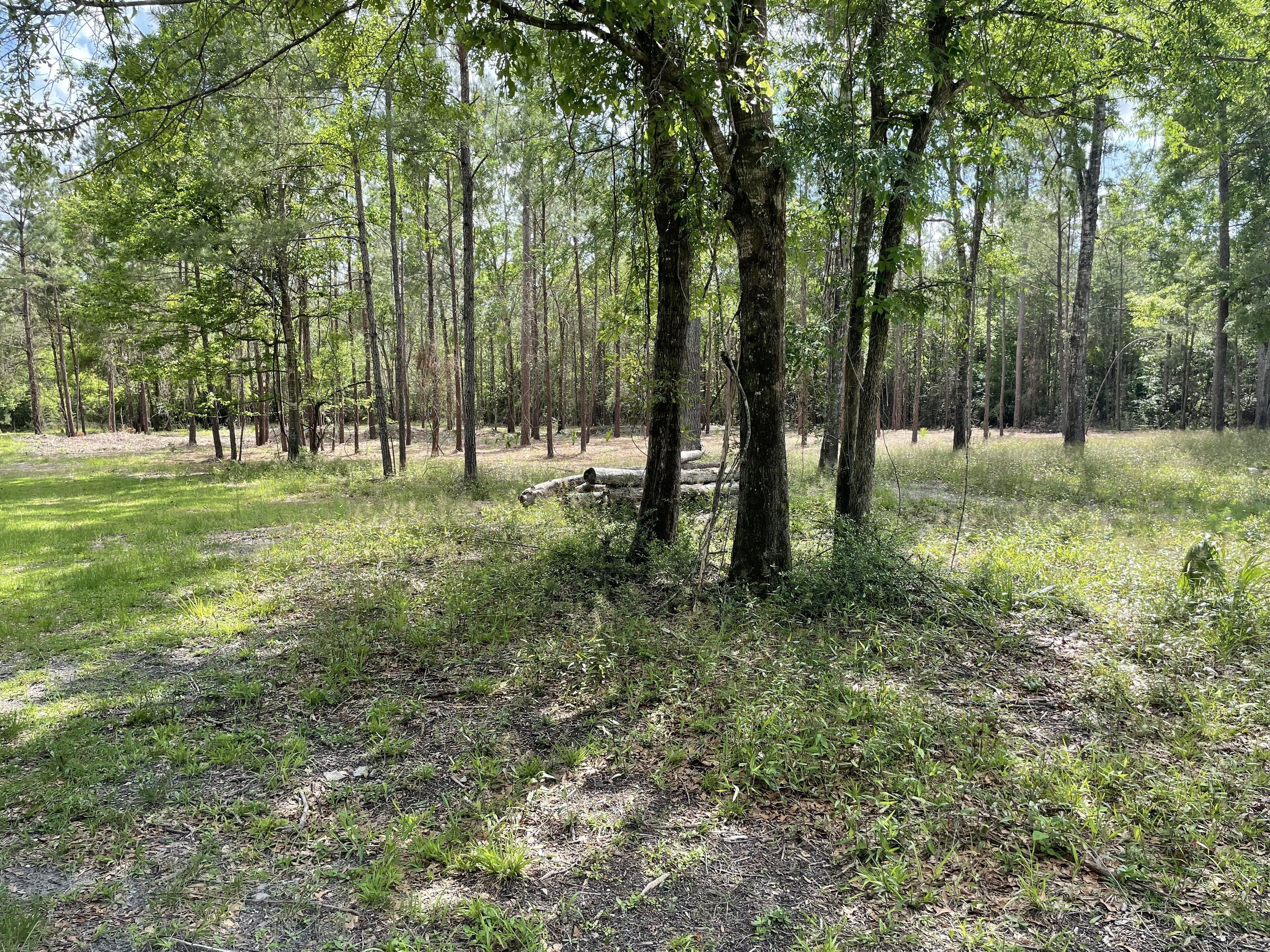 A forested area with tall trees and a grassy ground.