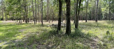 A forested area with tall trees and a grassy ground.