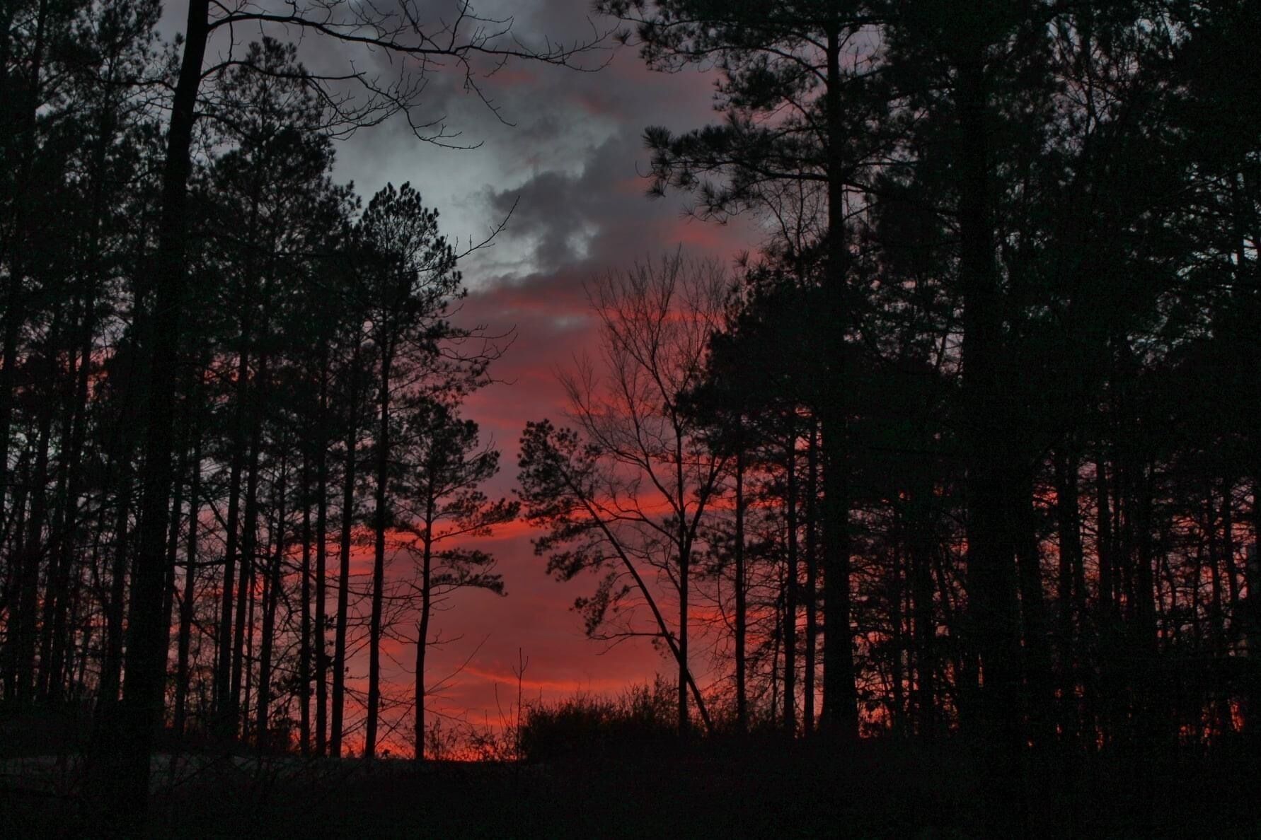 A forest with tall trees and a sunset in the background.