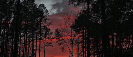 A forest with tall trees and a sunset in the background.