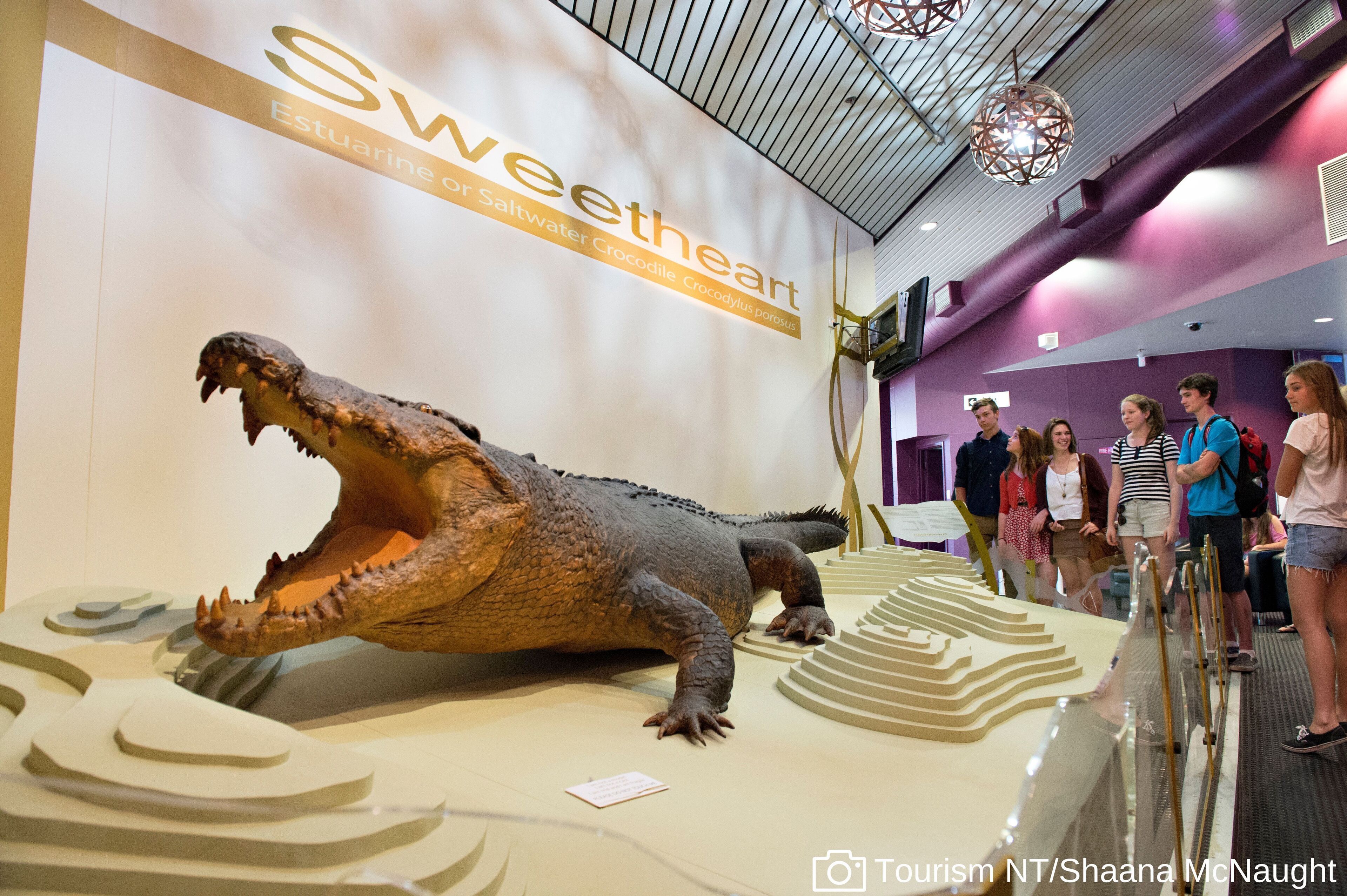 A large crocodile exhibit with a sign reading "Sweetheart" and "Estuarine or Saltwater Crocodile."