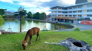 A deer grazing near a pond with a Starbucks and modern buildings in the background. - Hotel Tenpyo Naramachi (Nara)