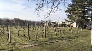 Un vignoble avec des rangées de vignes, une maison et un grand arbre.