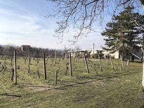 Surrounded by lush vineyards, this property offers a serene countryside setting.