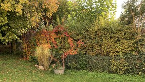 Ein Garten mit verschiedenen Pflanzen und einem Holzzaun.