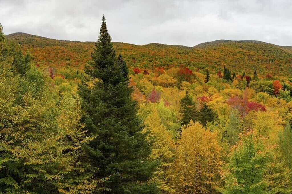 Eine bewaldete Landschaft mit verschiedenen Bäumen in Herbstfarben.