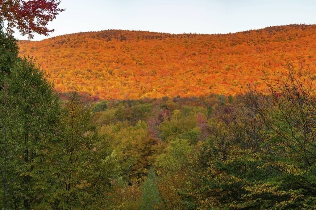 A forested hillside with autumn foliage.