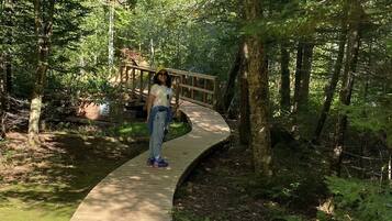 A wooden pathway in a forested area.