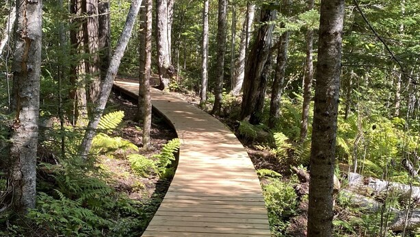 Une promenade en bois serpentant à travers une forêt où poussent de grands arbres et des fougères.