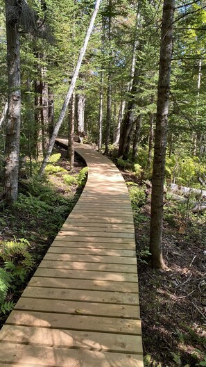 Un pasarela de madera serpentea por un bosque con árboles altos y helechos.