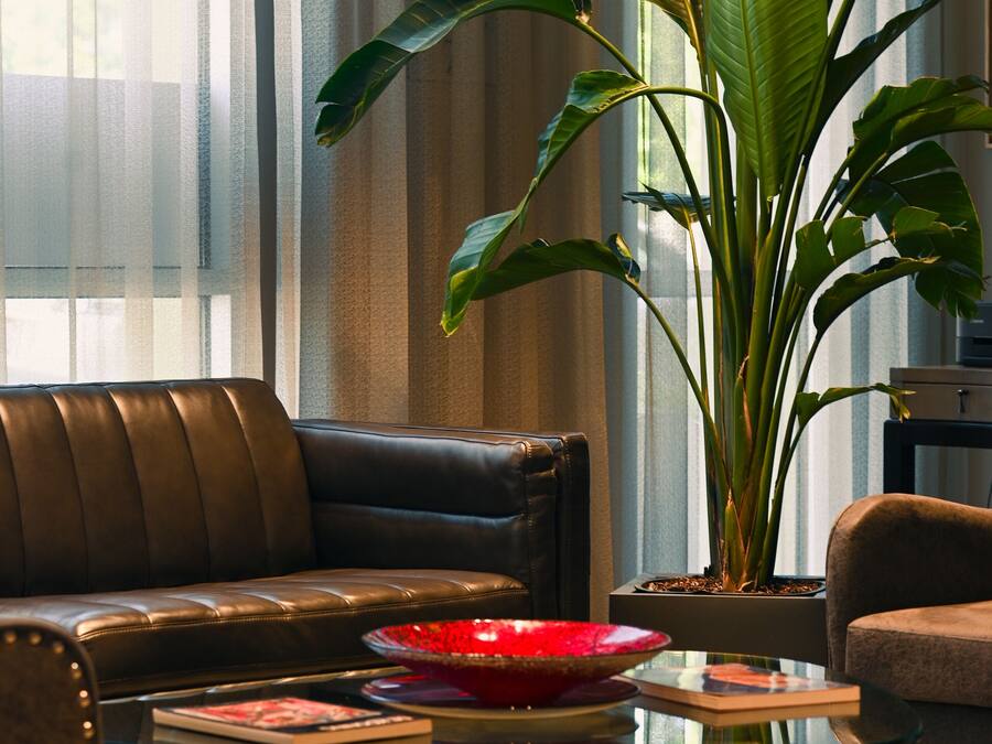 Ein Wohnzimmer mit einem Ledersofa, einem Glastisch und einer großen Pflanze.