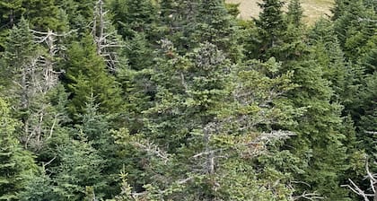 Okemo Mountain, Family Affordable 2 fl village location walk to town, Dogs OK.