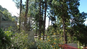 A dense forest with tall pine trees and a variety of shrubs and flowers. - Calkiní Cabañas (San Cristóbal de las Casas)
