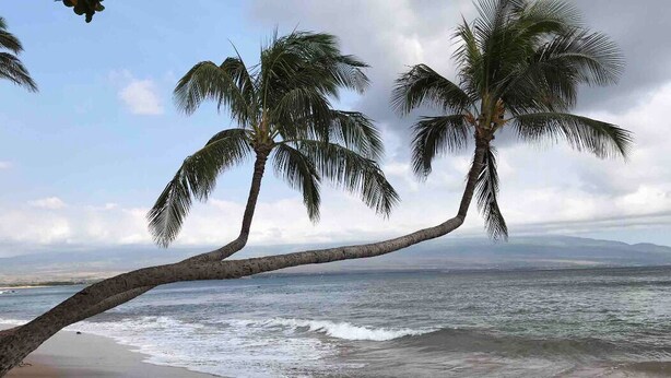 Une plage bordée de palmiers, avec vue sur l’océan.