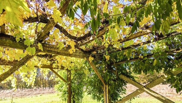 A vineyard with a rustic wooden pergola structure.