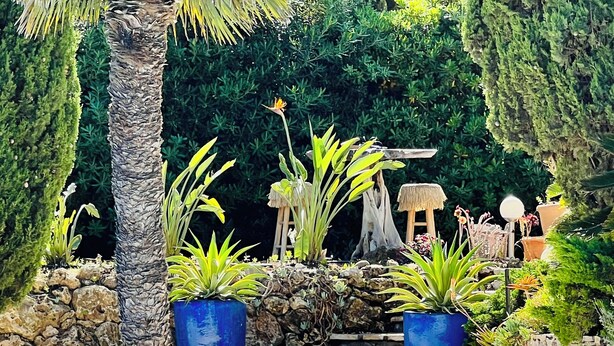 Área de piscina com palmeira, plantas em vasos e uma parede de pedra.