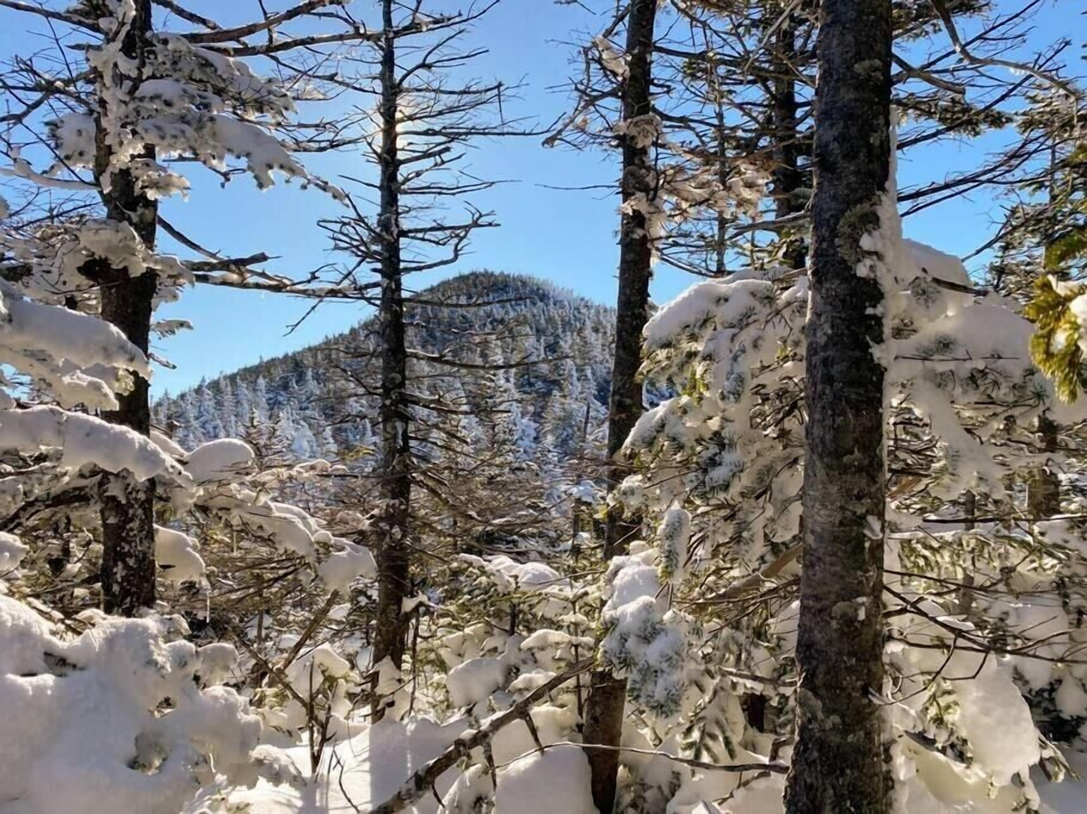 A forest with snow-covered trees and a mountain in the background.